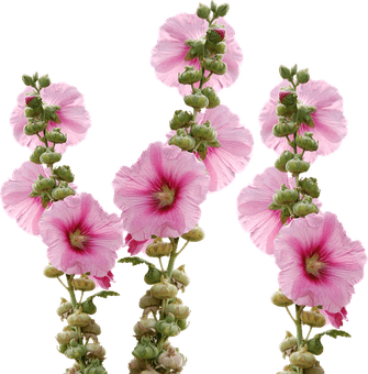 Hollyhock Flower PNG