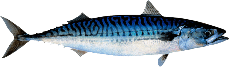 Atlantic Mackerel PNG