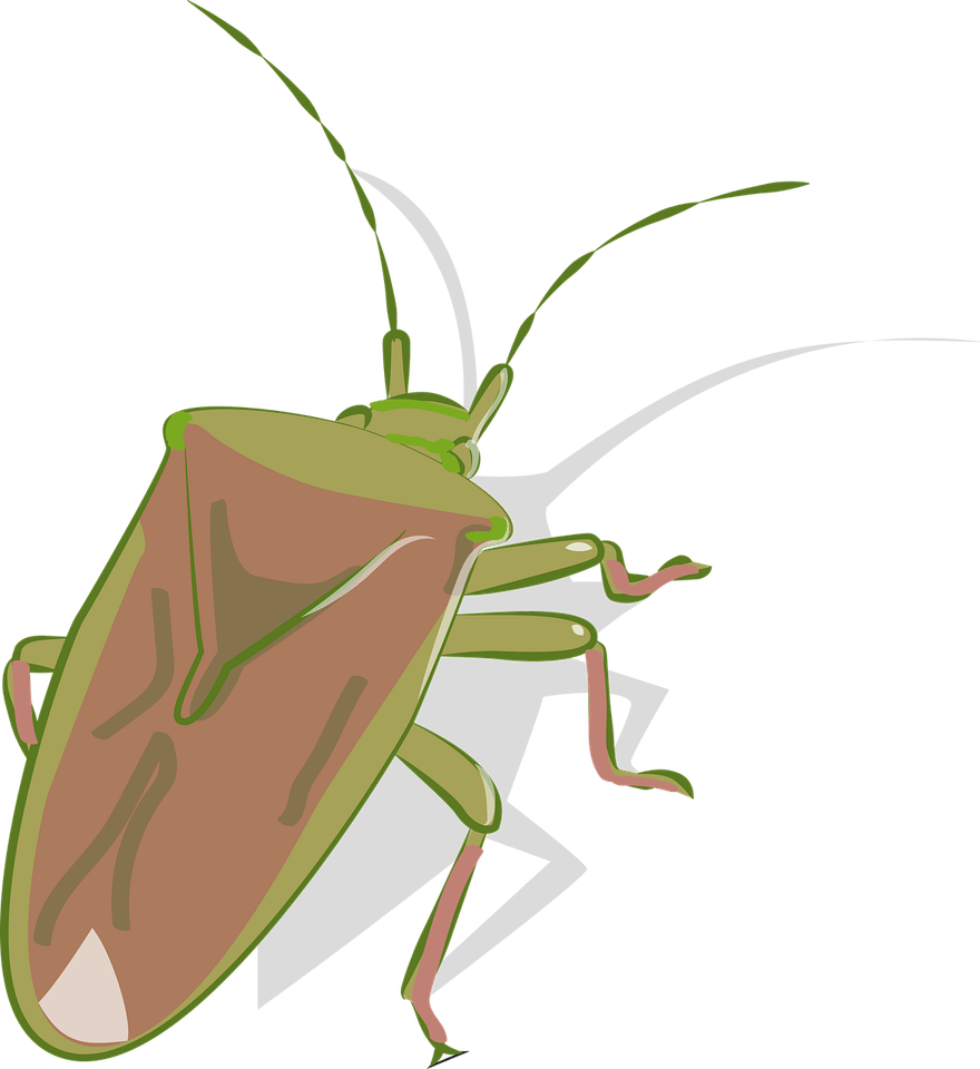Stink Bugs PNG