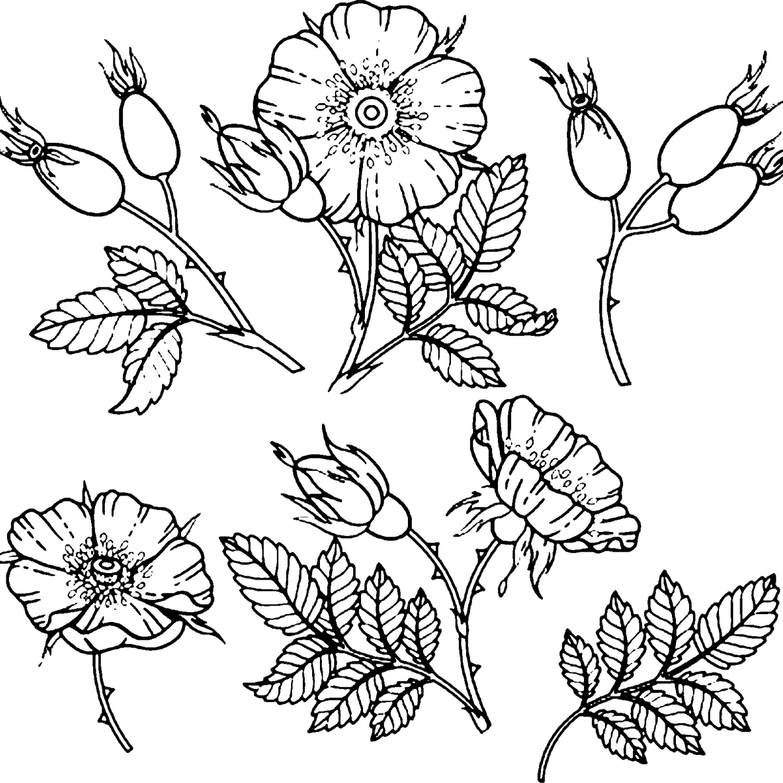 Flower Outline PNG
