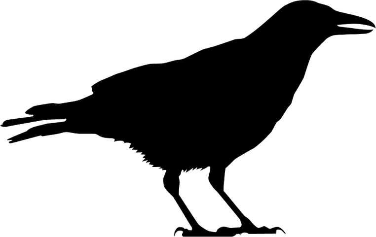 Bird Top View PNG