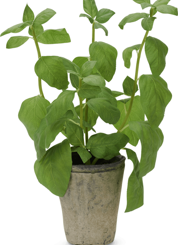 Basil Leaf PNG