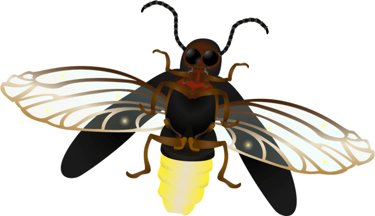 Firefly PNG