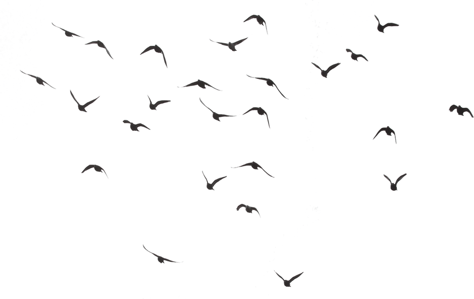 Flying Birds PNG