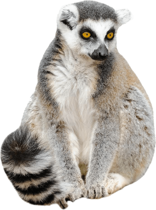 Lemurs PNG