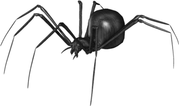 Black Widow Spiders PNG