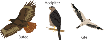 Casquehead Lizard PNG