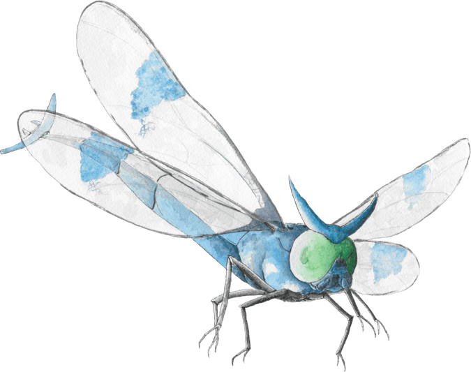 Yanma Pokemon PNG