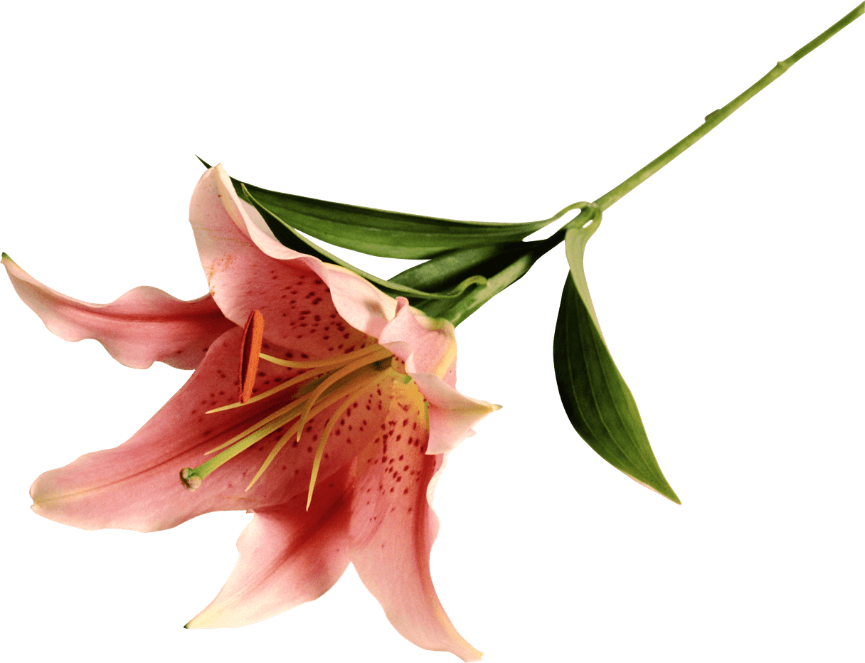 Lilium PNG