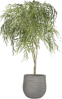 Willow Tree PNG