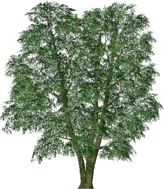 American Elm Tree PNG