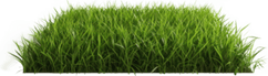 Little Grass PNG