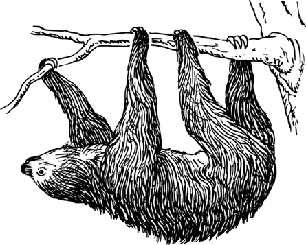 Sloth PNG