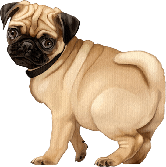 Pug PNG