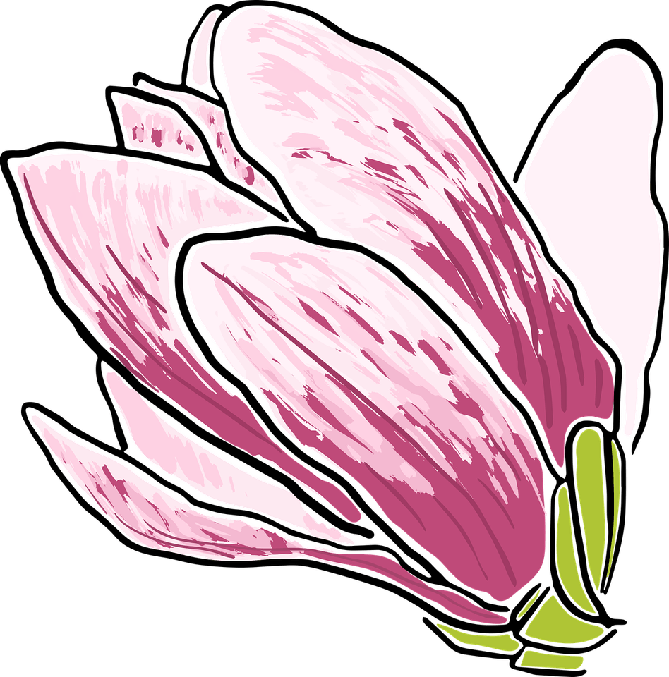 Magnolia Flower PNG
