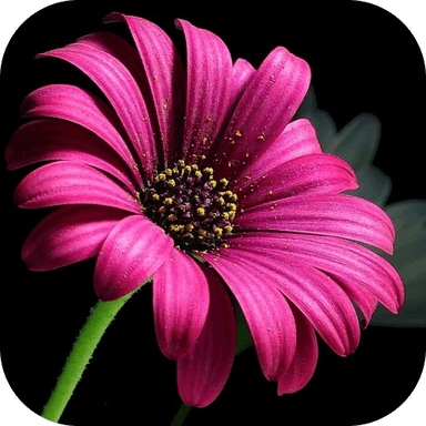 April Birth Flower PNG