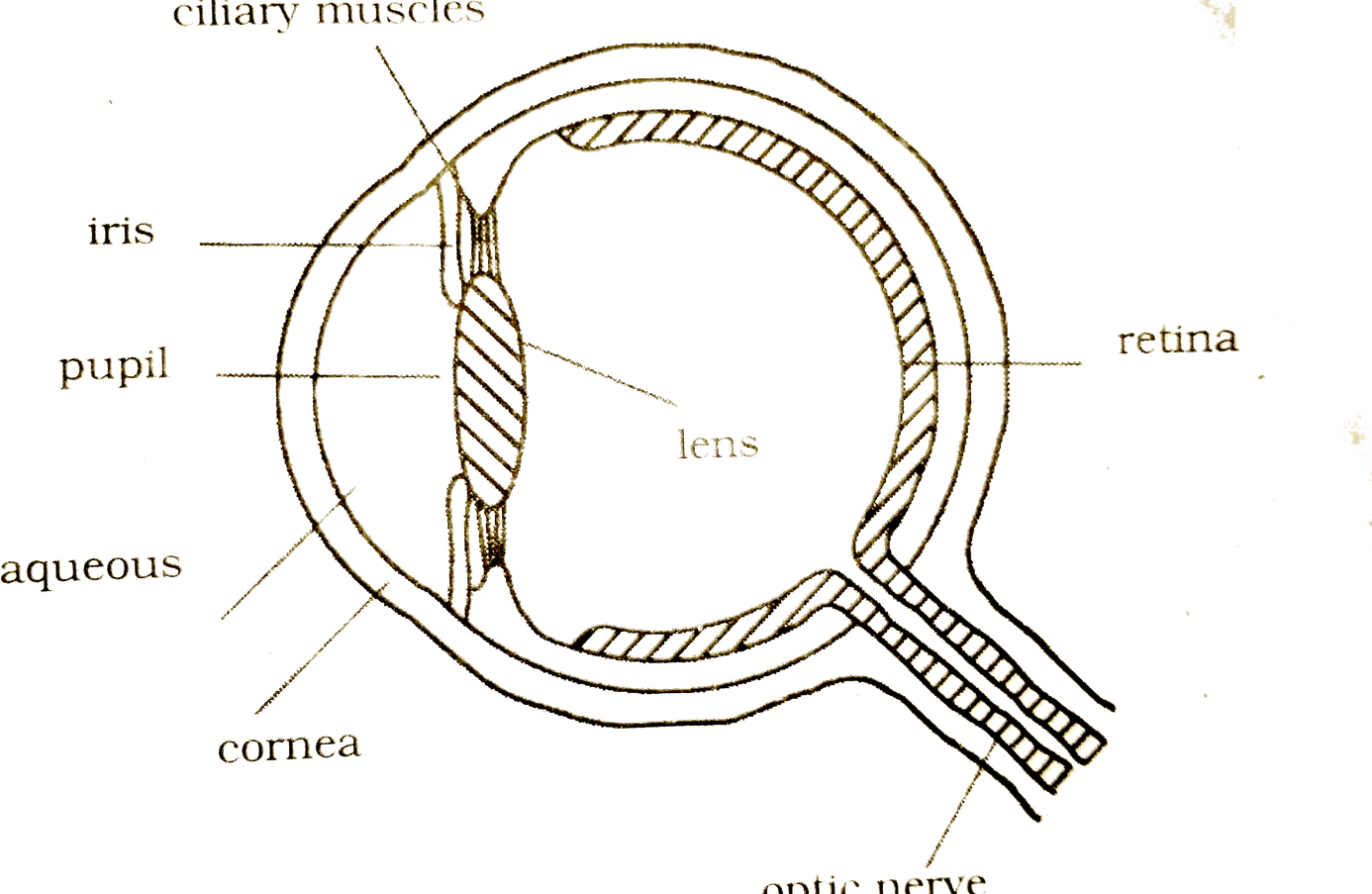 Eyeball Drawing PNG