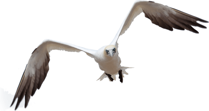 Bird Flying PNG