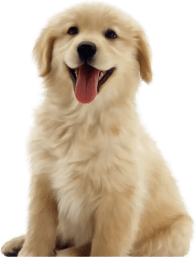 Beethoven Dog PNG