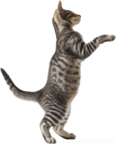 Cat Falling PNG