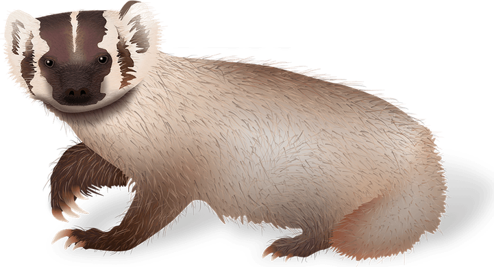 Weasels PNG