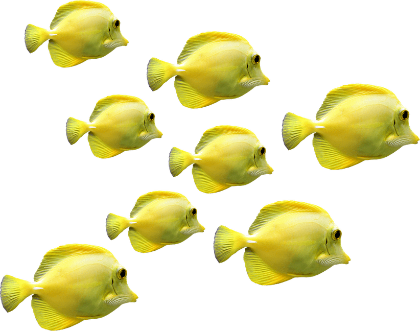 School Fish PNG