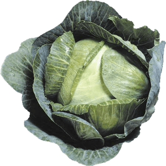Cabbage PNG