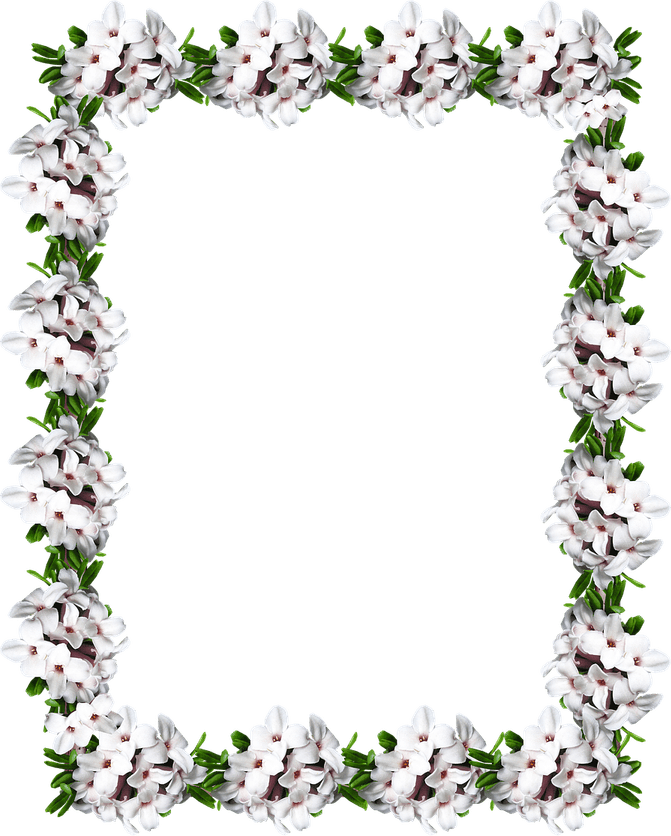 Jasmine Flower Border PNG