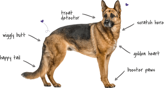 German Shepherd Dog PNG