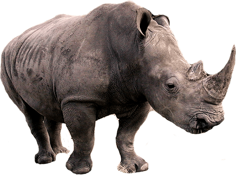 Black Rhinoceros PNG
