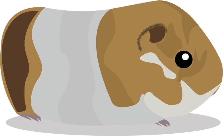 Guinea Pigs PNG