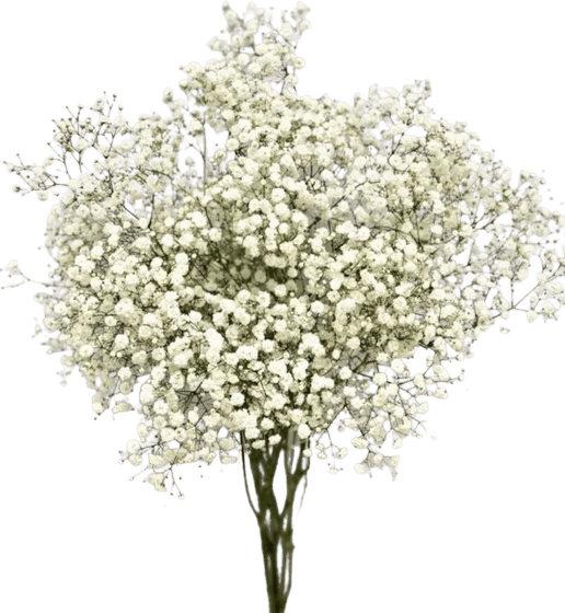 Gypsophila Flower PNG