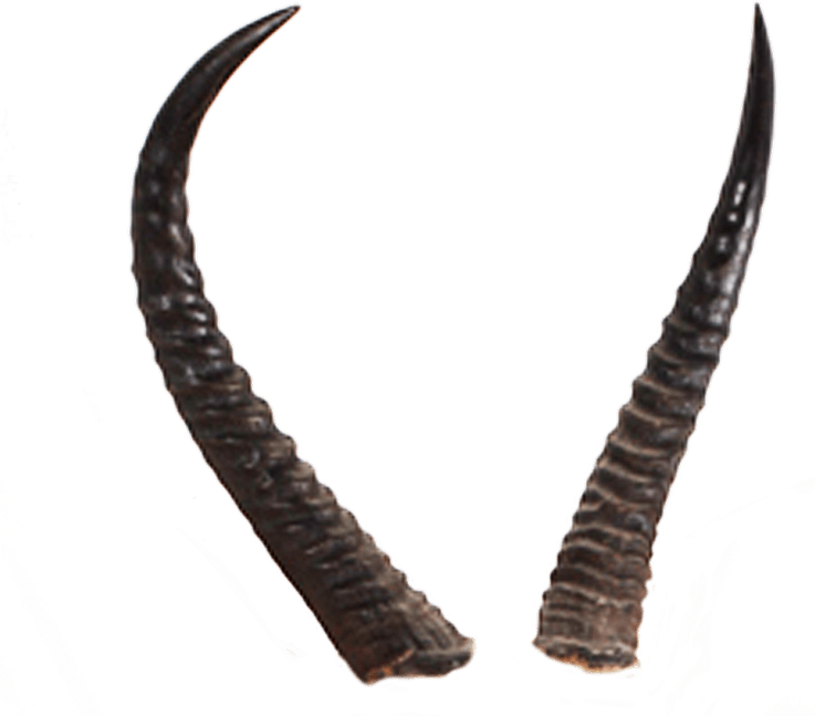 Demon Horns PNG