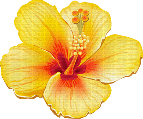 Hawaii Flower PNG