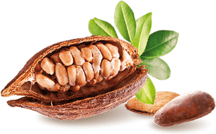 Chocolate Tree PNG