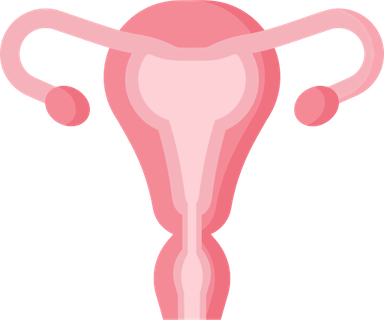 Uterus PNG