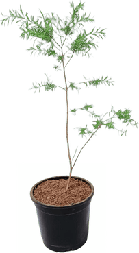 Bottlebrush Tree PNG