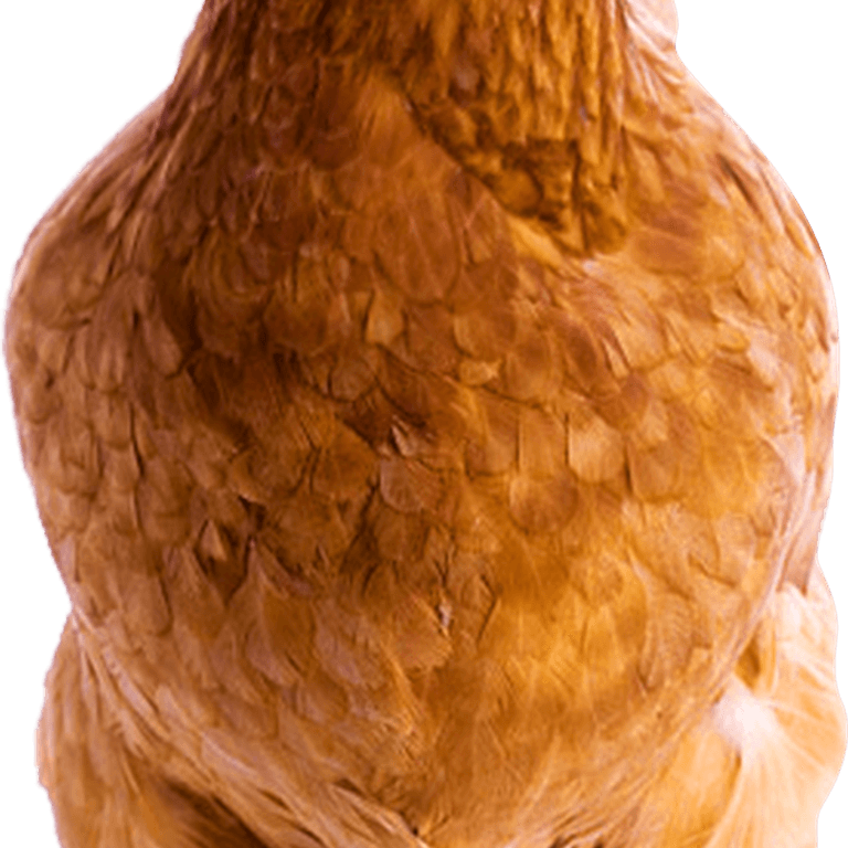Chicken Bird PNG