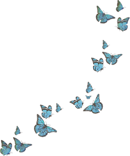 Butterfly Picsart PNG