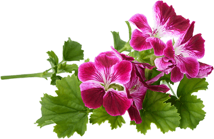 Geranium PNG