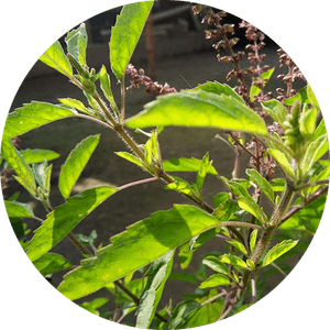 Basil Flower PNG