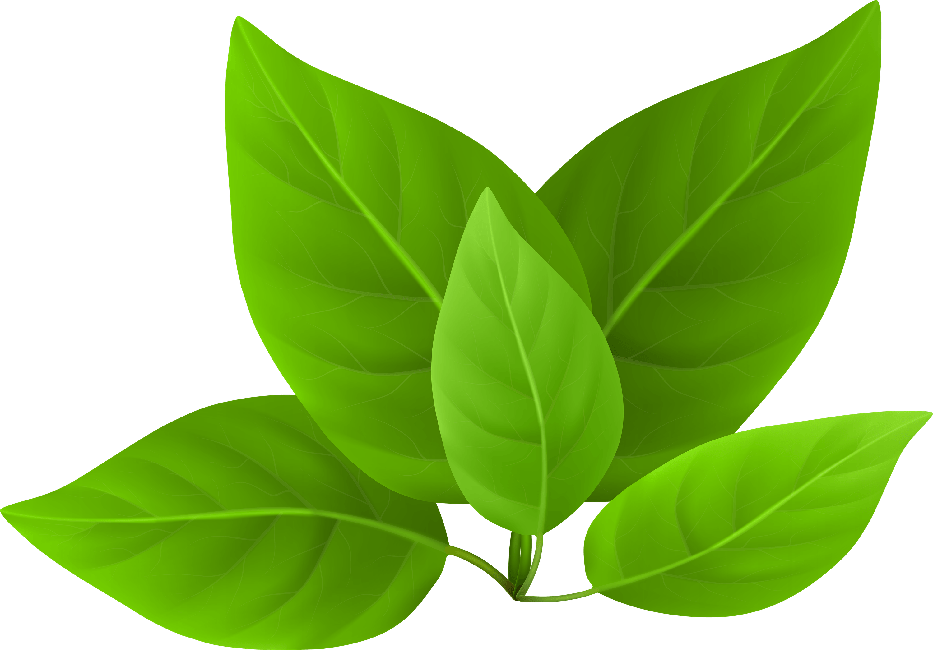 Green Leaves PNG