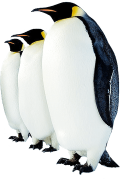 Penguin PNG
