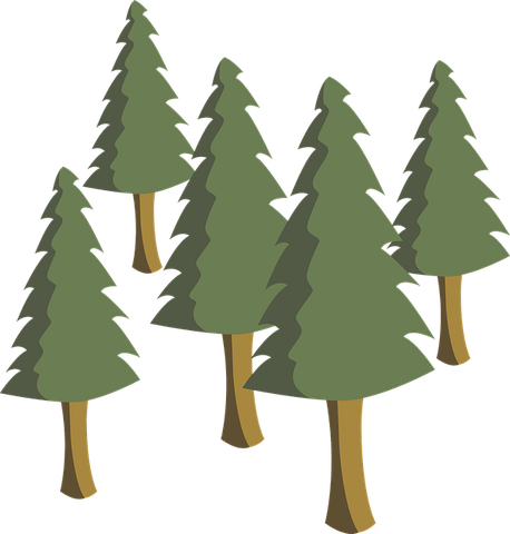 Cartoon Evergreen Tree PNG