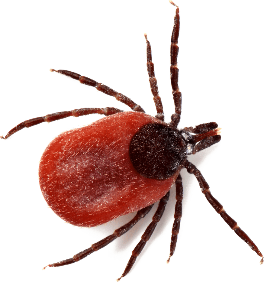 Tick Insect PNG