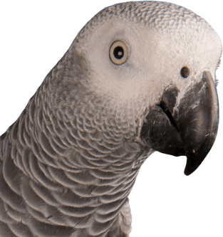 Grey Parrot PNG
