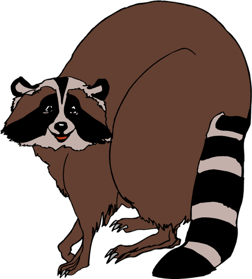 Raccoons PNG