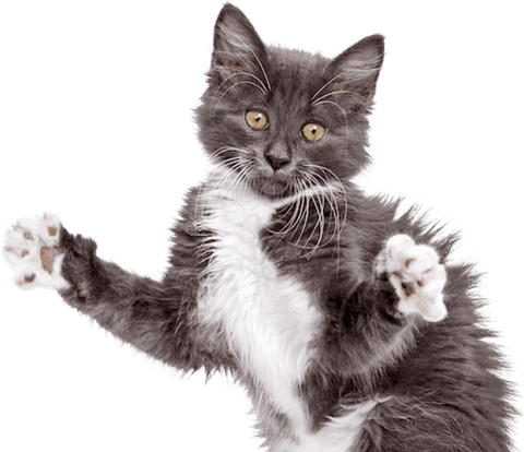 Petting Cat PNG