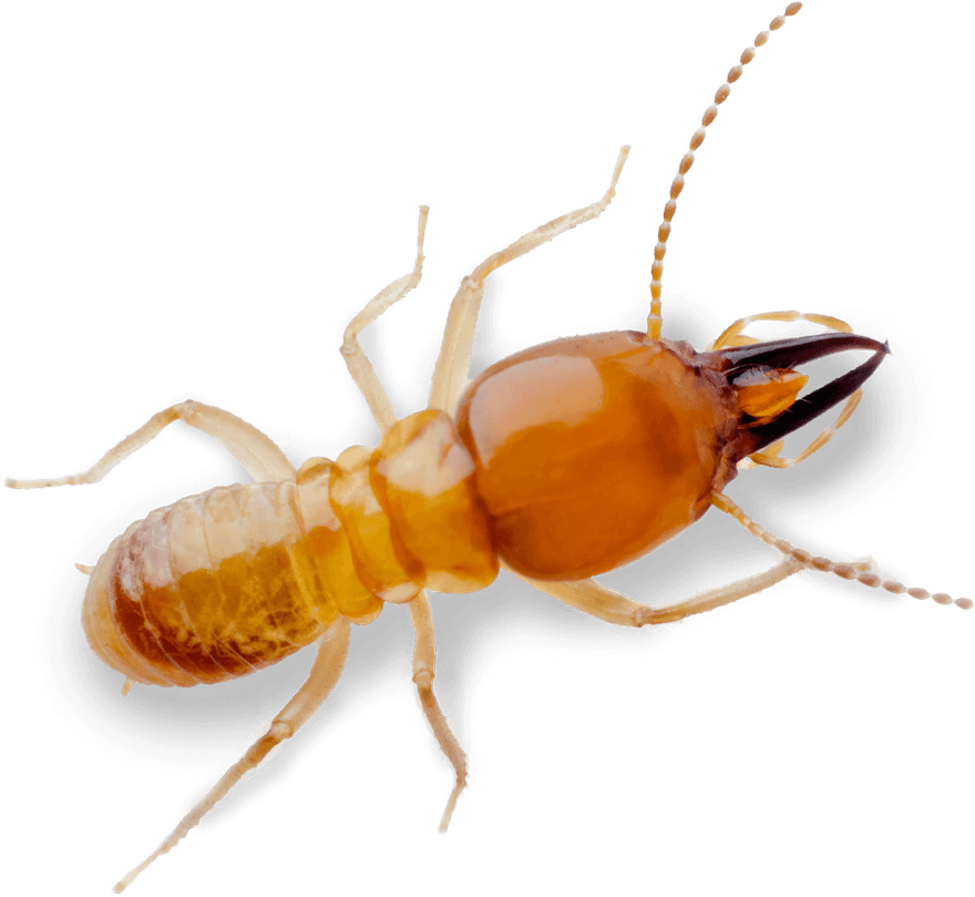 Tick Insect PNG