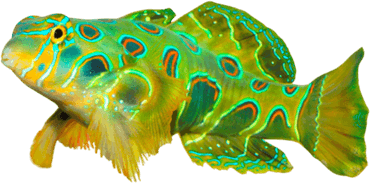 Mandarin Fish PNG
